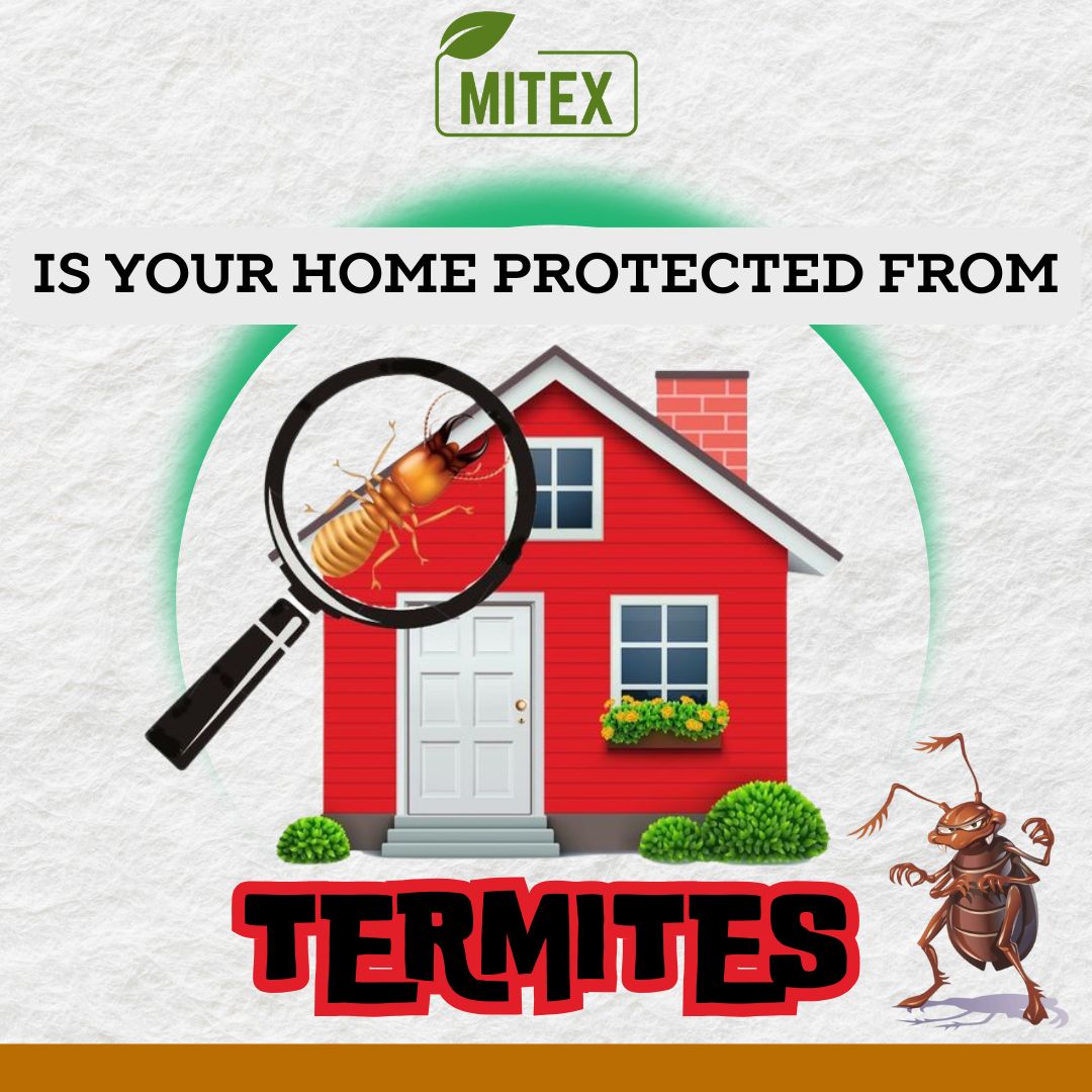 Termite Killer Spray - Effective Pest solution for your home